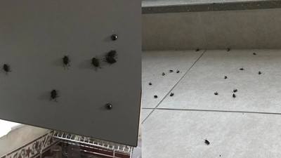 İstanbul'da böcek istilası