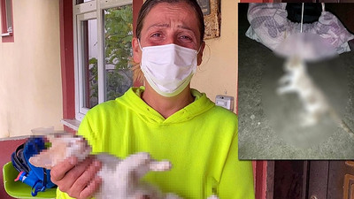 Kediyi öldürüp boynundan salıncağa astılar: İnsanlığımızı bu kadar mı kaybettik?