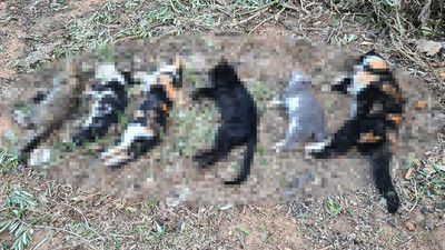 Kedi katliamı... 20'den fazla kediyi öldürdüler