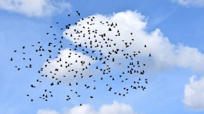 Yeni tehlike: Türkiye'ye hastalık taşınabilir