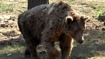 64 ayıdan bir o kalmıştı: Brütüs de öldü