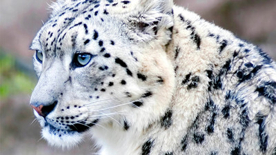 ABD’de 3 kar leoparı, koronavirüs nedeniyle yaşamını yitirdi