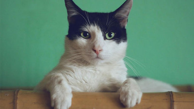 Bilimsel araştırmalar, kedilerin psikopat olduğunu ortaya koydu