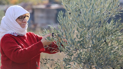 Buca’da “burs hasadı” başladı