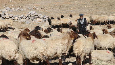 'Elimde çok kaliteli Afgan çoban var' paylaşımı yapan şahıs gözaltına alındı