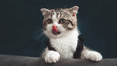 Eyüp sultan En İyi Kedi ve Köpek Kuaförü! Pet Koleji