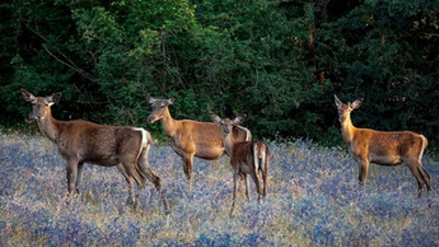 Kızıl geyik avına mahkemeden yürütmeyi durdurma kararı