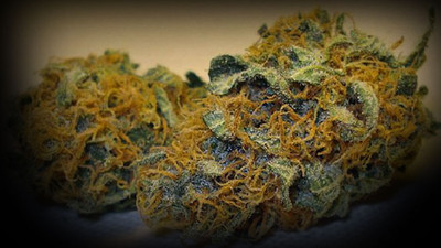 1 ton skunk yakalandı