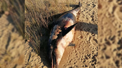 Balıkesir’de bir yunus tüfekle vurularak öldürüldü