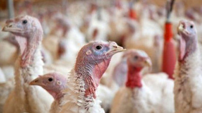 Bir zam da yılbaşı hindisine...