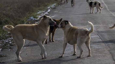 Çevre, Şehircilik ve İklim Değişikliği Bakanlığı'ndan 81 il valiliğine sahipsiz hayvanlarla ilgili genelge