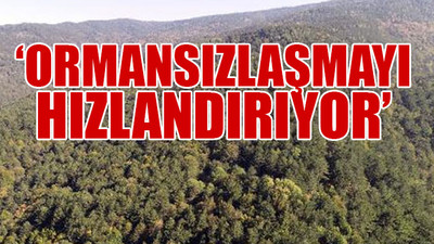 Değişen yönetmelikle ormanları neler bekliyor? Uzmanlar tehlikeleri sıraladı