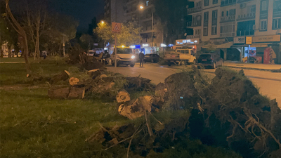 İzmir'de şiddetli fırtına... Ağaçlar kökünden söküldü