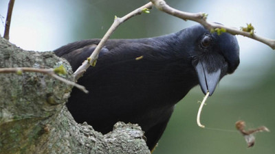 Kargalarla ilgili ilgi çeken bulgu: Kullandıkları aletleri değerine göre saklıyorlar