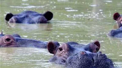 Su aygırları da koronavirüse yakalandı