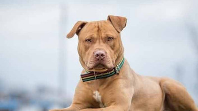 Yargıtay’dan ‘pitbull saldırısı’ kararı