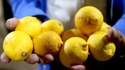450 bin ton limon elinde kaldı: Bedavaya bilen alan yok