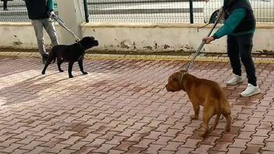 Asiye Ateş'e saldıran pitbull cinsi köpekler iddianamede silah sayıldı
