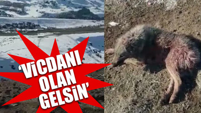 Barınak yerine dağ başına bırakıldılar: Açlıktan birbirini yediler!