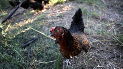 Bulgaristan'da kuş gribi vakalarında korkutan artış