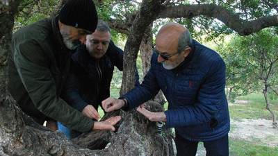 Çeşmeli sakız üreticileri Yunanistan'la rekabet etmeye hazırlanıyor