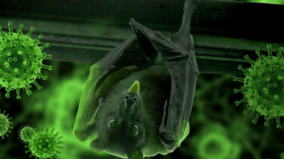 DSÖ'den 'yarasa' açıklaması... "NeoCov" 