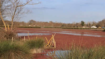 Kızılırmak'ta renk değişiminin nedeni belli oldu