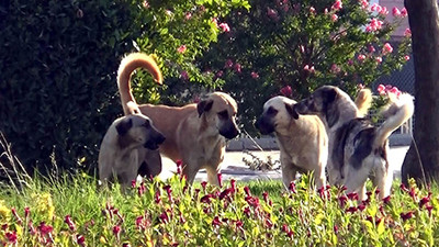 Pendik'te köpeklerin zehirlenmesine ilişkin soruşturmada 2 çalışan tutuklandı