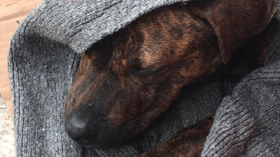 Denizli'de bir sokak köpeğine tecavüz edildi