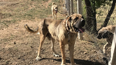 Köpek saldırısında ne yapılmalı? Prof. Dr. Aktaş anlattı