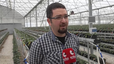 Memurluktan istifa etti, seracılığa başladı: 4 ülkeye çilek ihraç ediyor