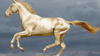 MHP’den ‘Asil Türk atlarının soyları korunsun’ teklifi