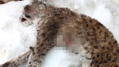 Tunceli'de koruma altındaki vaşak vuruldu 