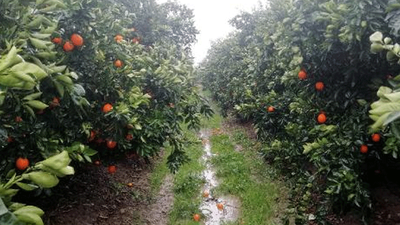 Üretici perişan... Mahsul dalda kaldı 