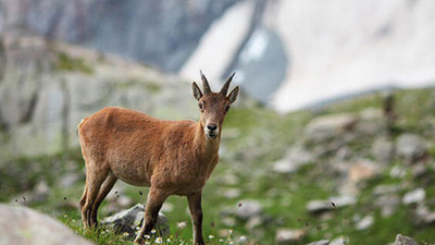 Yaban keçisi avlama ihalelerine Danıştay 'dur' dedi