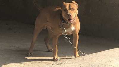 Yasaklı ırk köpeklere müebbet barınak hapsi