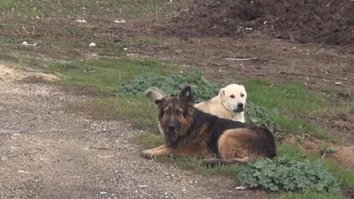 AKP'li belediyenin sokak hayvanlarını zehirlediği iddia edildi 