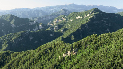 "Aşırı odun üretimi ormanlarımızın geleceğini tehdit ediyor"