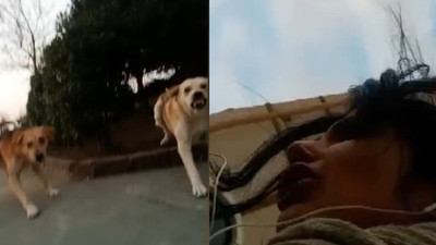 Başıboş köpekler, kampüste kız öğrenciye saldırdı: Kaçarken telefona kaydetti