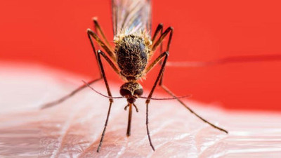 Bu virüs sivrisineklerden bulaşıyor… Beyin iltihabına yol açıyor