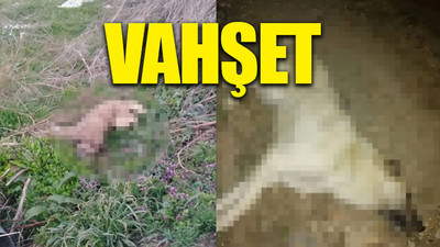 Bursa'da 30 köpeği zehirleyerek öldürdüler
