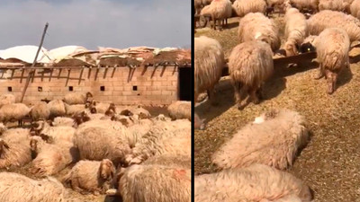 CHP'li Tanal: Ceylanpınar'da 17 koyun gözaltına alındı