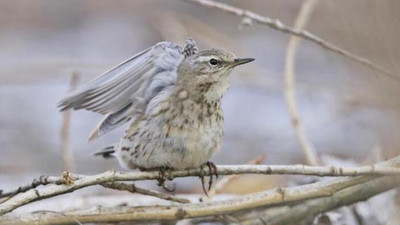 'Dağ incir kuşu' 13 yıl sonra yeniden görüntülendi