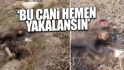 Eskişehir'de bir kedi yakılarak öldürüldü