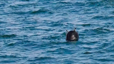 İstanbul Boğazı'nda bulunan mayına ilişkin Bakan Akar'dan yeni açıklama