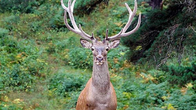 Mahkeme katliama 'dur' dedi, ihale iptal edildi