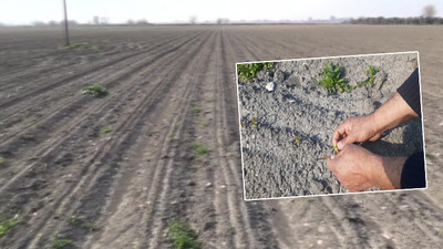 Osmaniye’de '60 bin dönüm' mısırı don vurdu