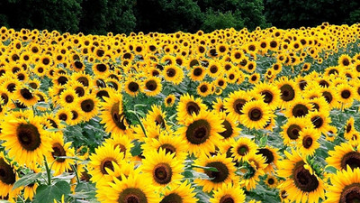 Resmi Gazete'de 'yağlık ayçiçeği' kararı...