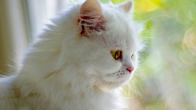 Bir yaptırım kararı da Rus kedilerine