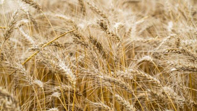 Rusya ile savaşta olan Ukrayna, 150 bin hektarlık tahıl ekimi gerçekleştirdi